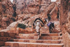 horse crossing stairs